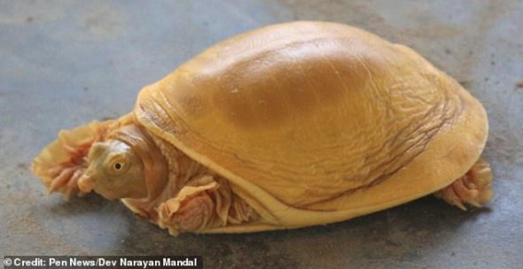 Необычная находка: золотую черепаху увидели в Непале