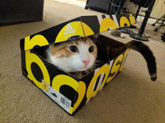 Кошки любят сидеть в коробках еще и потому, что в них теплее.