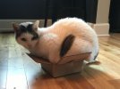 Кошки любят сидеть в коробках еще и потому, что в них теплее.