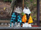 Кумедні коти: показали вражаючі перетворення японських пухнастиків