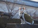 Забавные кошки: показали впечатляющие изменения японских пушистиков