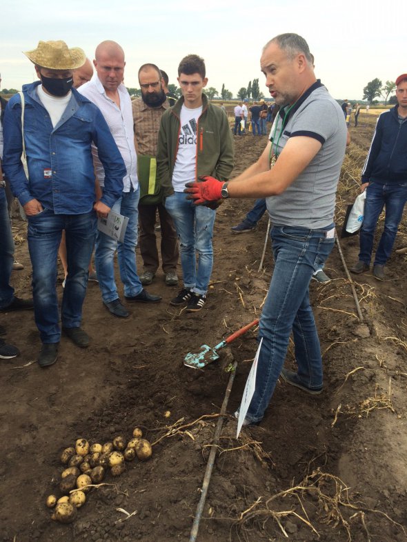 Ігор Чечітко показує картоплю сорту "Бельмонда"