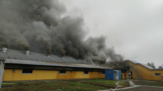 Загорелось здание свинокомплекса