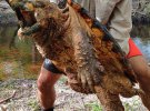Пойманная во Флориде каймановая черепаха / FWC