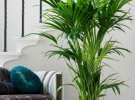 Інтер’єр 2020: великі рослини ділять кімнату на зони
