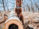 Забавный собака Квой напоминает медведя