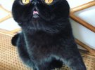 Кіт Гремлин став зіркою інтернету завдяки язику та очам