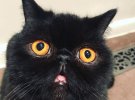 Кіт Гремлин став зіркою інтернету завдяки язику та очам