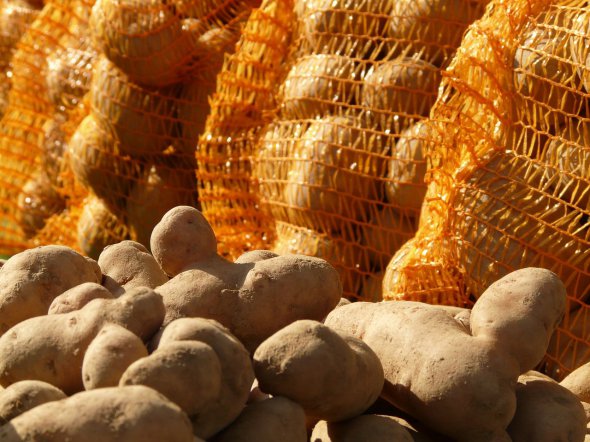 Буряк слід зберігати в одній ємності з картоплею — він вбере зайву вологу і сам при цьому не пов'яне.
