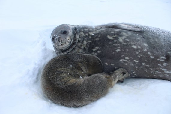 Полярники просят помочь с выбором имени для тюленяты