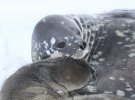 Полярники просять допомогти з вибором імені для тюленяти