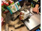 Кумедні коти: як пухнастики смішать покупців