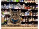 Забавные кошки: как пушистики смешат покупателей