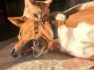 Кумедні коти: безсоромні пухнастики знущаються над собаками