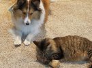 Кумедні коти: безсоромні пухнастики знущаються над собаками