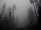 У США вже три тижні не вщухають масштабні пожежі, які знищели майже 1,8 млн гектарів лісу та забрали життя людей