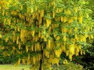 Золотий дощ: показали кущ, який оживляє сад