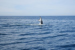 Біля берегів австралійського острова Тасманія на мілководді застрягли 3 сотні китів. Фото: Reuters