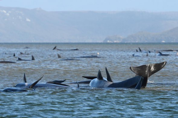 У берегов австралийского острова Тасмания на мелководье застряли 3 сотни китов. Фото: Reuters