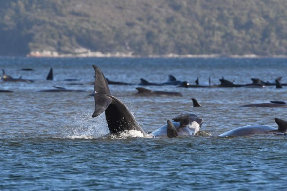 У берегов австралийского острова Тасмания на мелководье застряли 3 сотни китов. Фото: Reuters