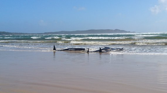 На берег Тасмании выбросились 270 китов