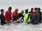 На берег Тасманії викинулися 270 китів