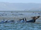 На берег Тасмании выбросились 270 китов
