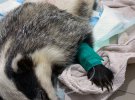 В Одесской клинике ветеринары спасают жизнь полупарализованной самке барсука. Ее тщательно обследовали и прооперировали