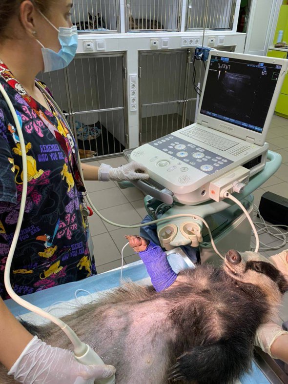 В Одесской клинике ветеринары спасают жизнь полупарализованной самке барсука. Ее тщательно обследовали и прооперировали