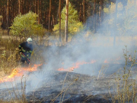 На Луганщине усилились лесные пожары