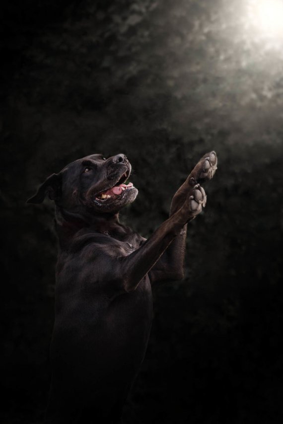 "Погоня за тенями" - это проект, где фотограф снимает на камеру черных животных в оттенках серого.