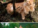 Величезні коти: показали породу, яка вражає розмірами