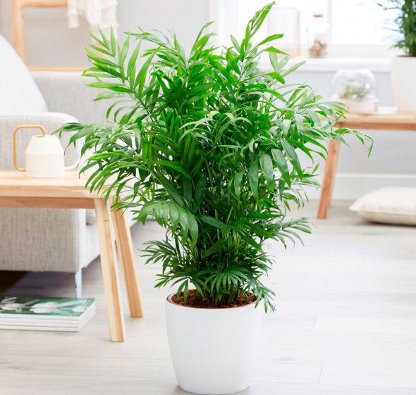 Модные растения 2020: в квартире и офисе ставят бамбуковую пальму