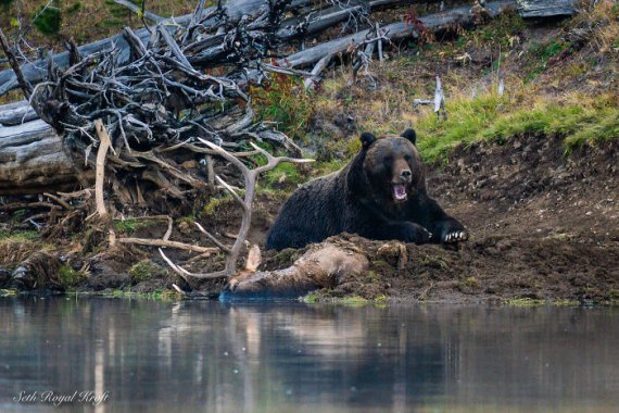 Ведмідь втопив величезного бичачого лося і насолоджувався пікніком на березі річки, такий бенкет не міг пропустити і вовк.