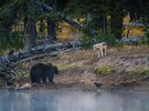 Ведмідь втопив величезного бичачого лося і насолоджувався пікніком на березі річки, такий бенкет не міг пропустити і вовк.
