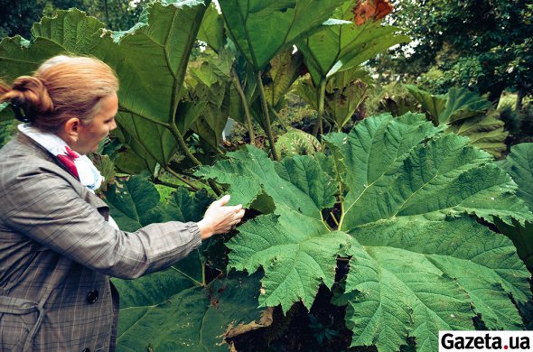Гуннеру часто плутають з борщівником. На Батьківщині в Бразилії виростає заввишки 6 метрів і має діаметр листка до 3 метрів