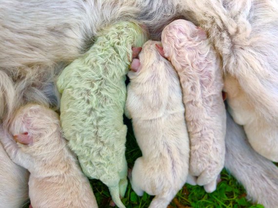 В Италии родился щенок фисташкового цвета