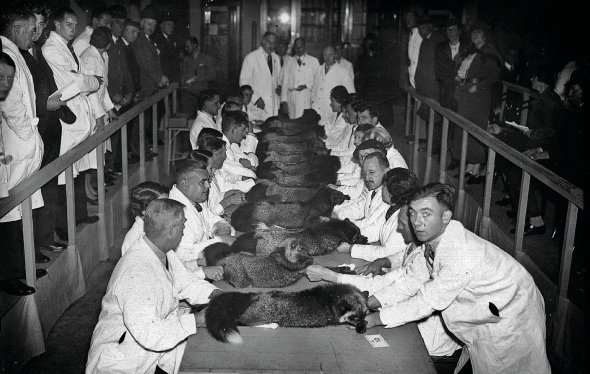 Судді оцінюють хутро лисиць-чорнобурок на виставці в лондонському Королівському сільськогосподарському залі 3 листопада 1935-го. Цих тварин британці називали срібними. Після Першої світової війни в країні пішла мода на їхнє хутро. Фермери почали розводити лисиць. Косметичні компанії і фармацевти розробили серію шампунів та засобів догляду за ними. За тварину, хутро якої судді визнавали найкращим, починалися торги. Того року лисицю з рідкісним чорним хутром блакитного відтінку продали за ,8 тис. У той час професор заробляв ,2 тис. на місяць, робітник – 5