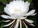 Цветок Brahma kamal