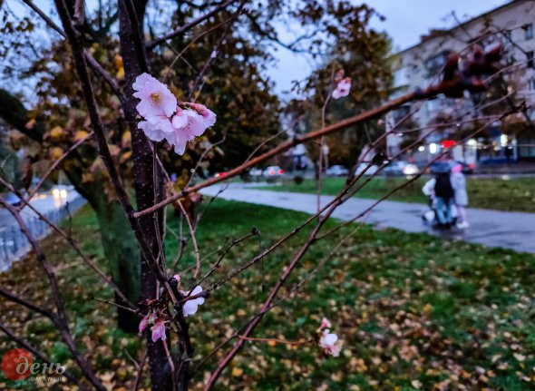 Для этого времени года в Украине данное цветения считается природной аномалией 