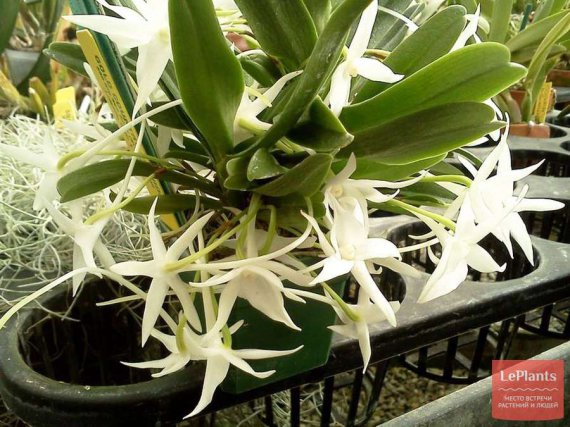 Осіння орхідея: ангрекум цвіте білими зірками