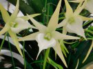 Осенняя орхидея: Ангрекум цветет белыми звездами