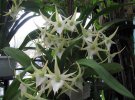 Осенняя орхидея: Ангрекум цветет белыми звездами