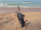 У Шрі-Ланці масово викинулись кити