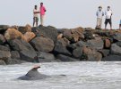 В Шри-Ланке массово выбросились киты