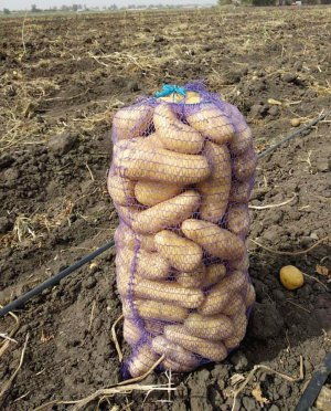Німецький сорт Гранада добре родить на будь-якому ґрунті. Продовгуваті картоплини важать понад 100 грамів