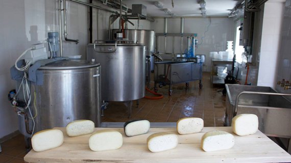 Найпопулярніший адигейський сир. Кілограм такого сиру  коштує 200 грн. Дмитро спершу продавав готовий сир на ринку, зараз перейшов в соцмережі та магазини