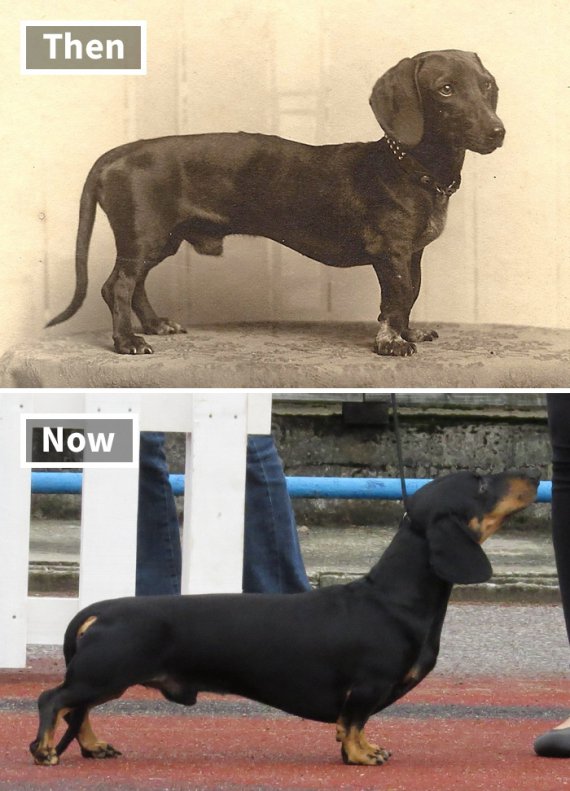 Сопоставили фото: как выглядели известные породы собак 100 лет назад и сейчас.