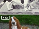 Зіставили фото: як виглядали відомі породи собак 100 років тому і зараз. 