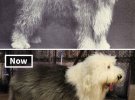 Сопоставили фото: как выглядели известные породы собак 100 лет назад и сейчас.